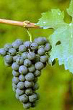 Cabernet Franc Domaine de Chantegrive