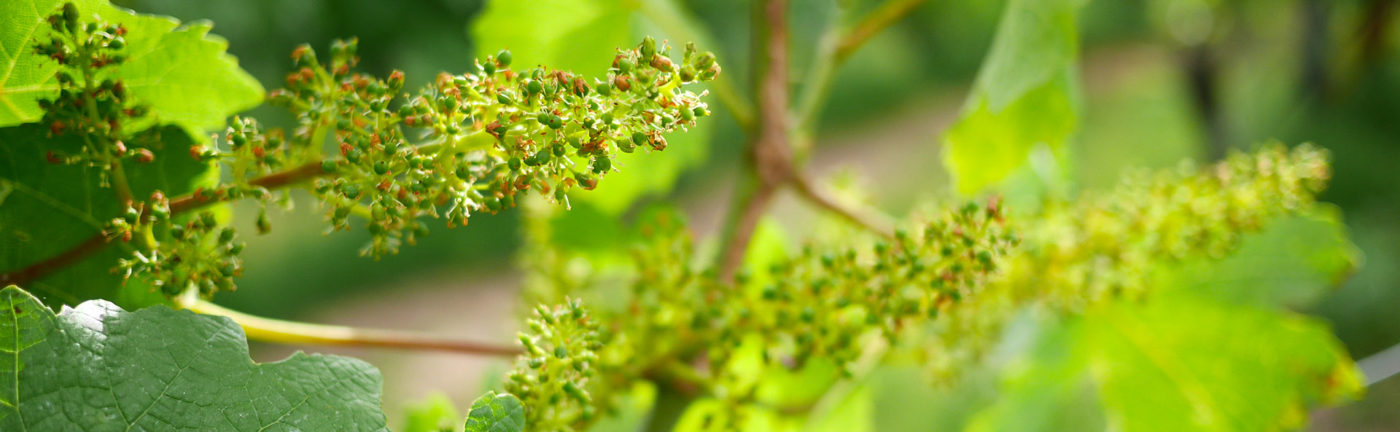 Formation des grappes Domaine de Chantegrive