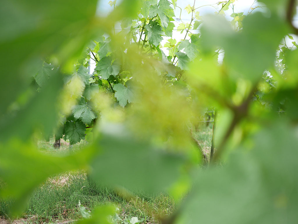 Vignes juin Domaine de Chantegrive