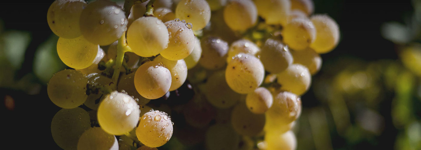 Bannière Raisin Blanc Chasselas Domaine de Chantegrive