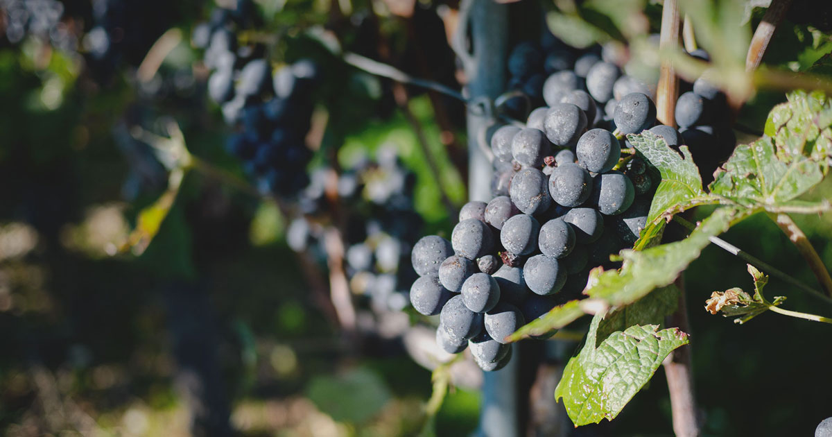 Domaine de Chantegrive
