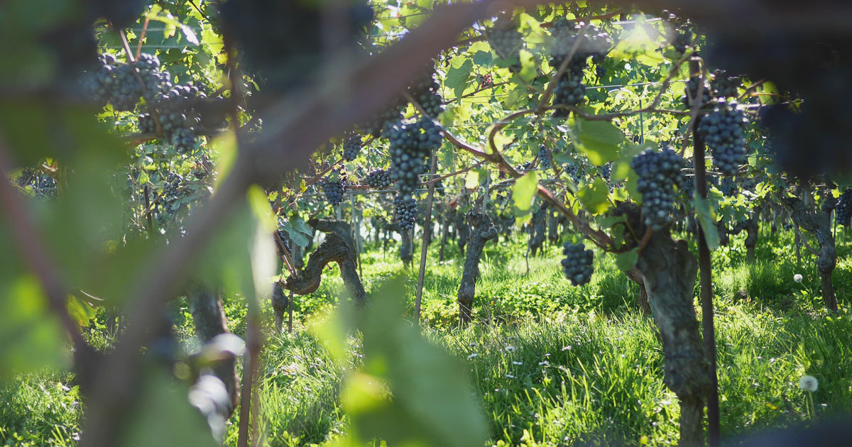 Opengraph Vigne Rouge Chasselas Domaine de Chantegrive