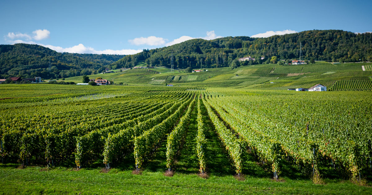 Opengraph Vignoble Domaine de Chantegrive