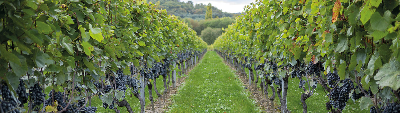 Vignes Production "Crescendo" Domaine de Chantegrive