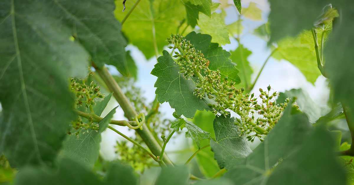 Bannière Cycle Végétatif Domaine de Chantegrive