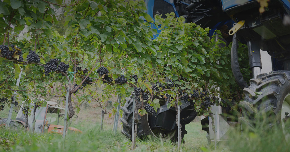 Bannière Travaux de la Vigne Domaine de Chantegrive